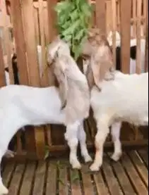 sepasang bibit kambing etawa 4 bulanan TB 57-60cm siap ternak rawatan