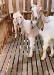 sepasang anakan kambing etawa 4 bulanan TB 57-60cm siap budidaya puas