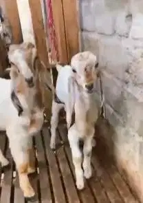 sepasang anakan bibit kambing etawa 4 bulanan TB 57-60cm siap budidaya
