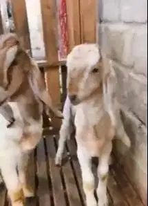 sepasang anakan bibit kambing etawa 4 bln TB 57-60cm siap ternak puas