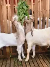 sepasang anakan bibit kambing etawa 4 bln TB 57-60cm siap ternak puas