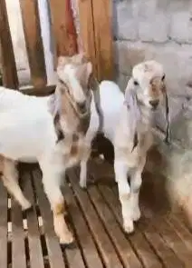 sepasang anakan bibit kambing etawa 4 bln TB 57-60cm siap ternak puas