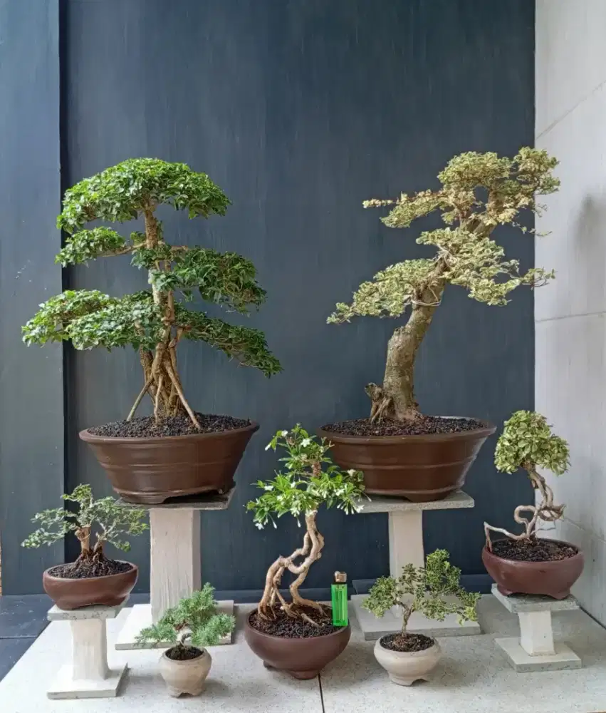 Borongan murah bonsai hias