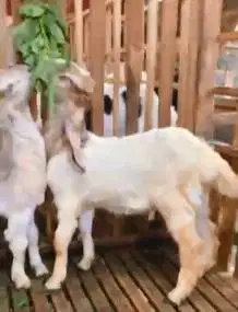 sepasang anakan bibit kambing etawa 4 bln TB 57-60cm siap ternak puas