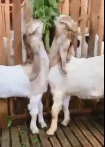sepasang anakan kambing etawa 4 bln TB 57-60cm siap ternak budidaya ok