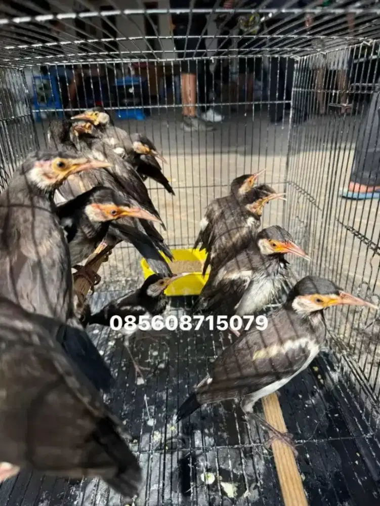Burung Jalak suren