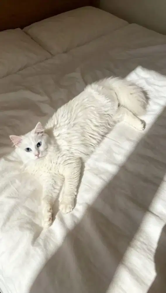 Kucing Persia medium betina 8bulan