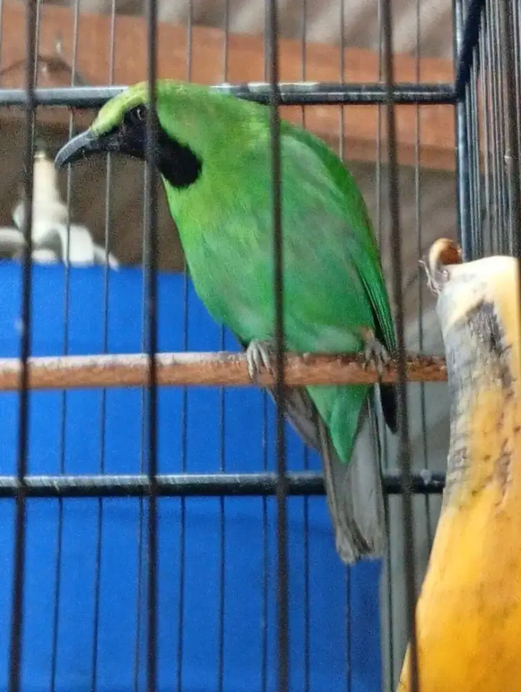 Murai daun dari Jawa Timur
