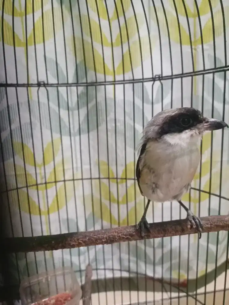 Pentet jatim sembur