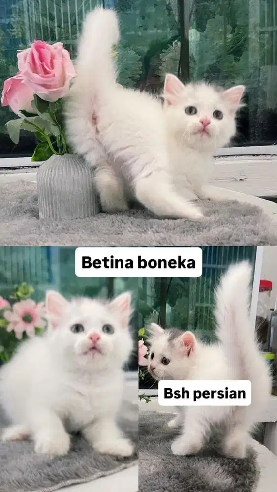 Kitten Bsh persia