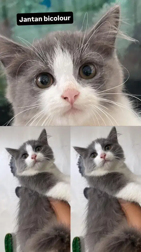 Kitten Jantan BLH 3bln