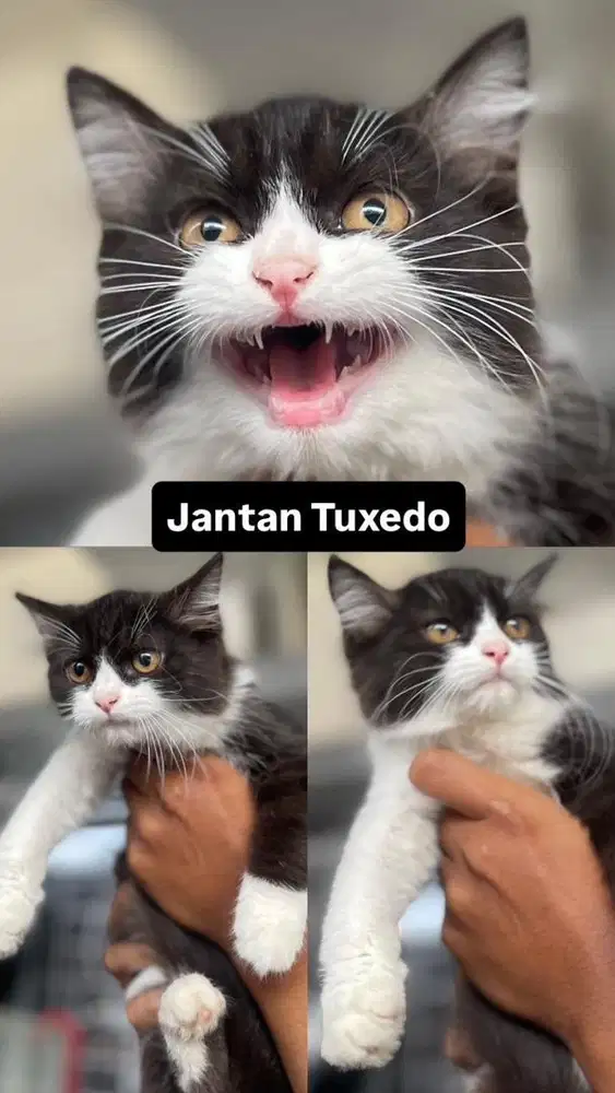 Kitten jantan tuxedo