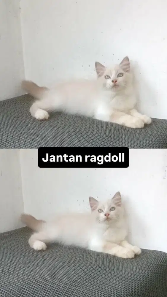 Kitten jantan ragdoll 3bulan