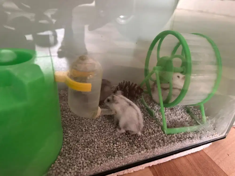 Borongan Hamster Robo dan Winter