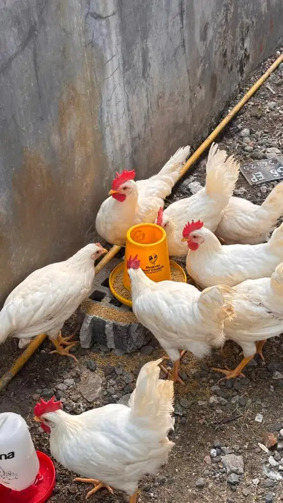 Ayam White Leghorn Bogor
