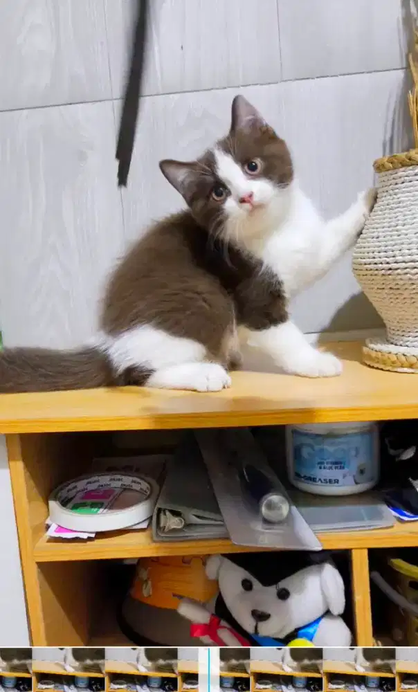 Kitten cinnamon bicolor