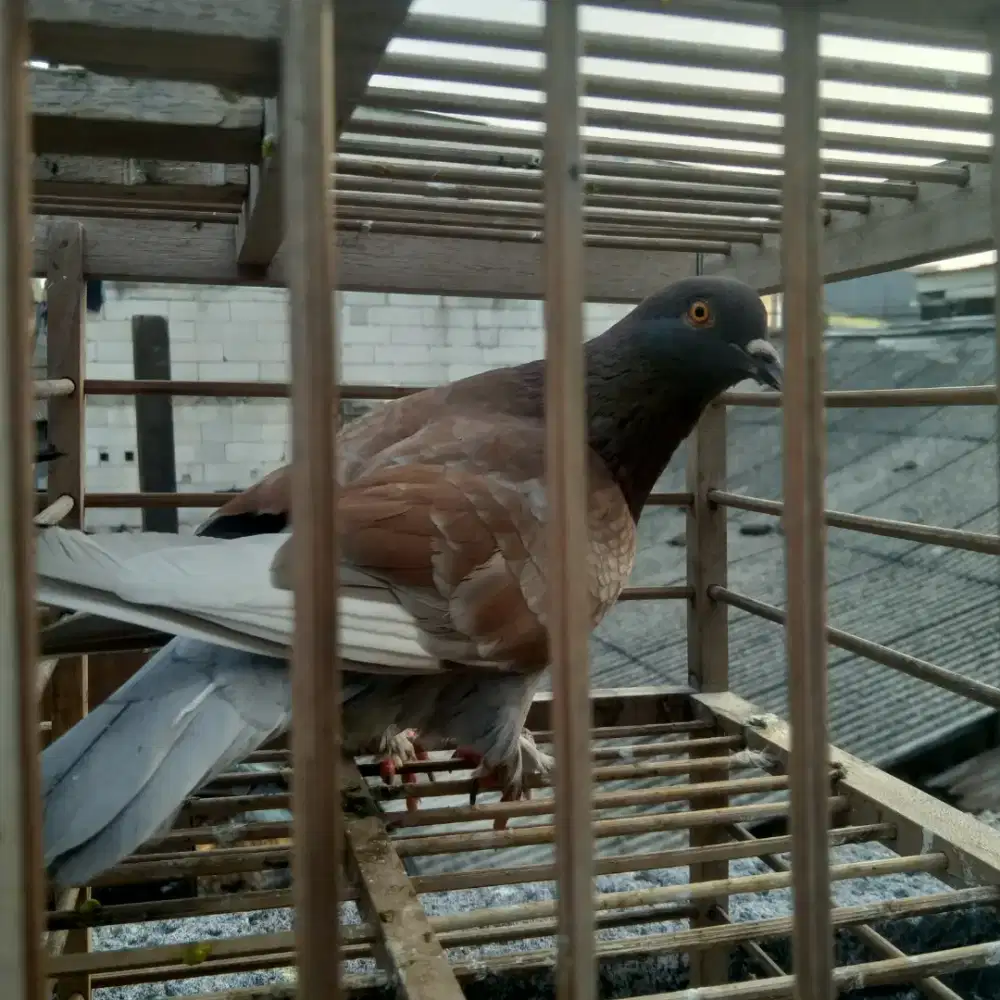 Merpati dara bujangan jambros ajib