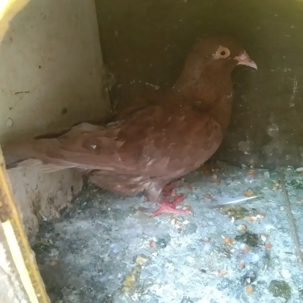 Merpati dara cewean