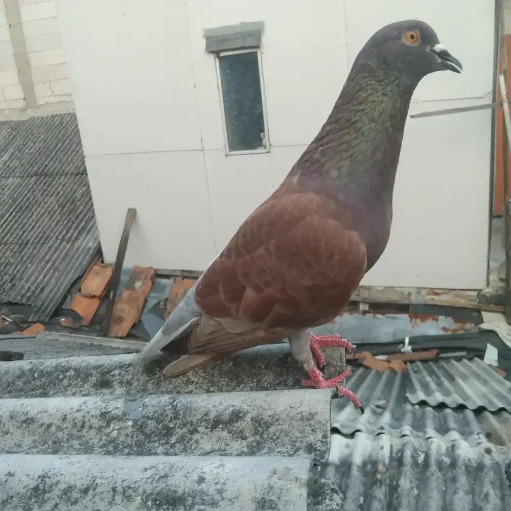 Merpati dara sepasang
