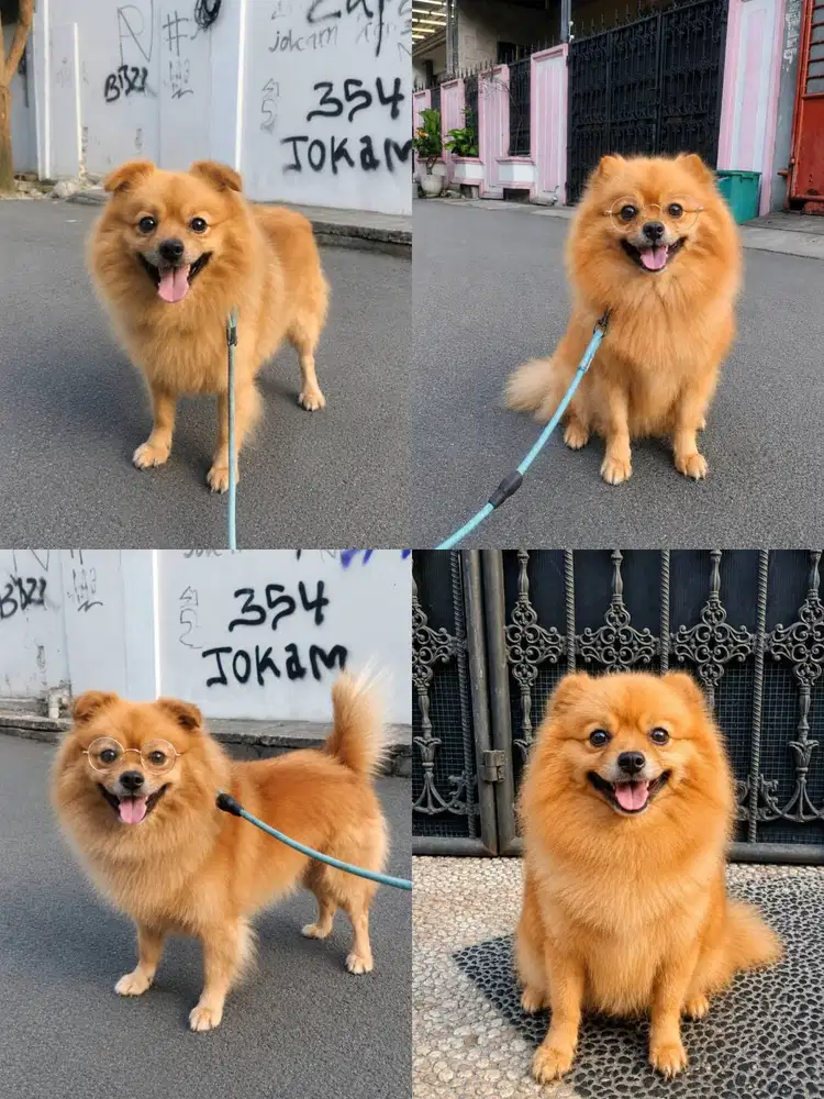JUAL ANJING POM
