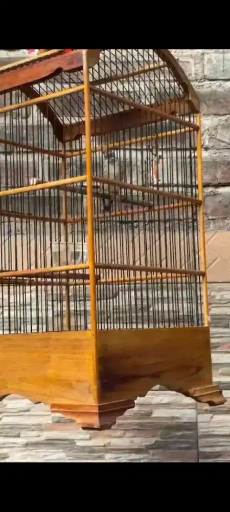 Blackthroat Jantan Bunyi Rajin