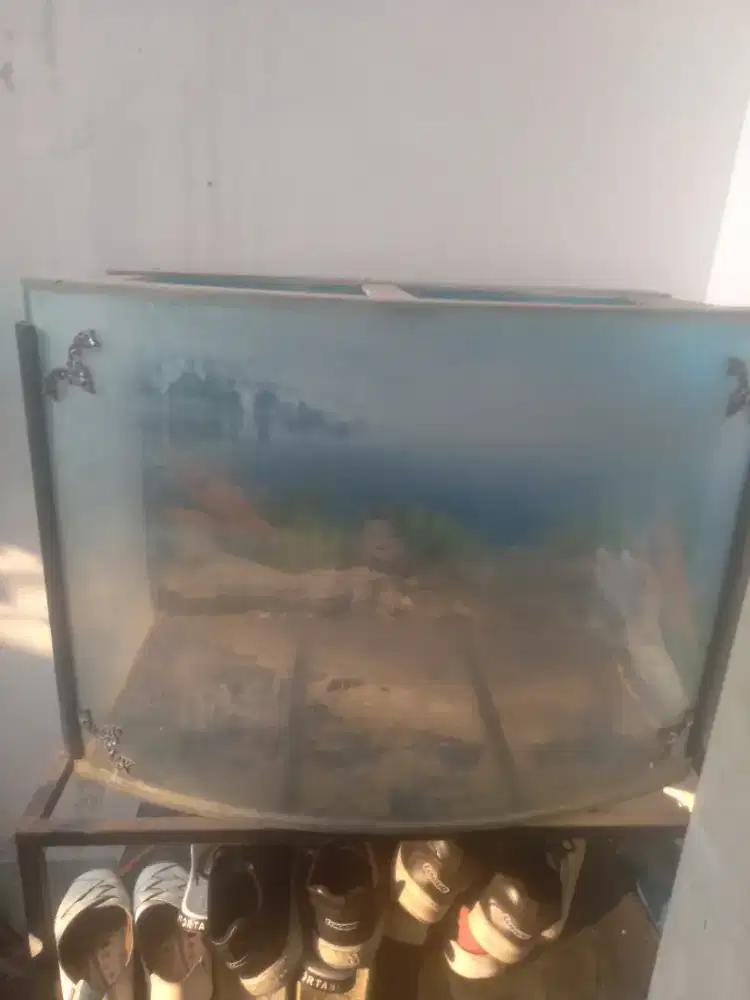 Aquarium kaca cembung