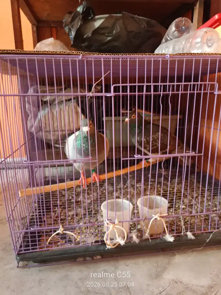 1 pasang burung merpati post