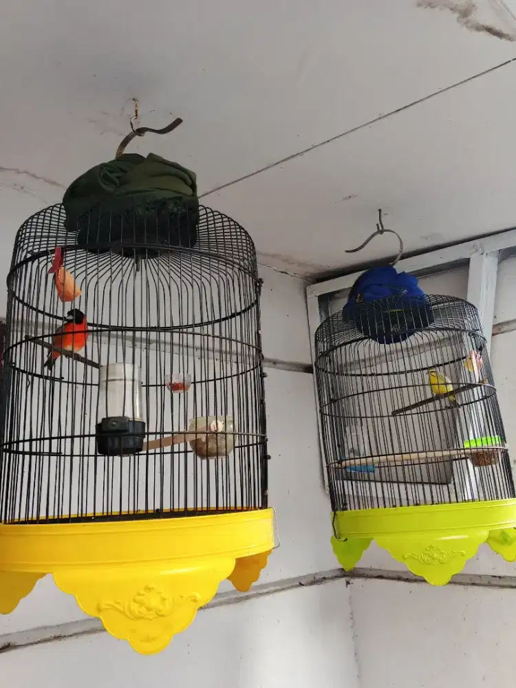 Burung Red Siskin dan Burung Mozambik
