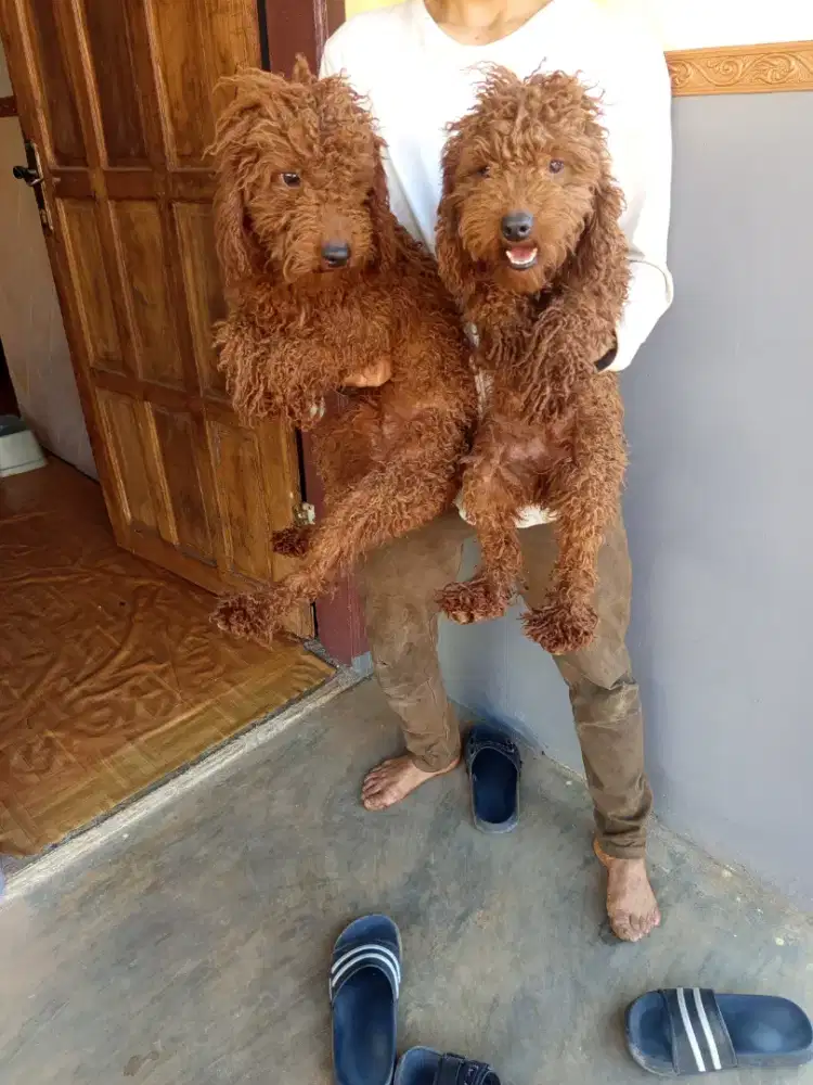 Anjing puddle lucu