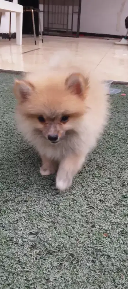 Anak Anjing Minimpom Betina