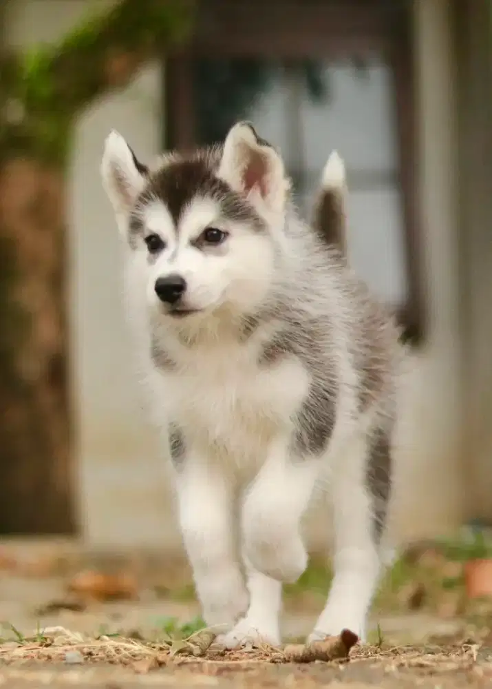 Siberian husky betina
