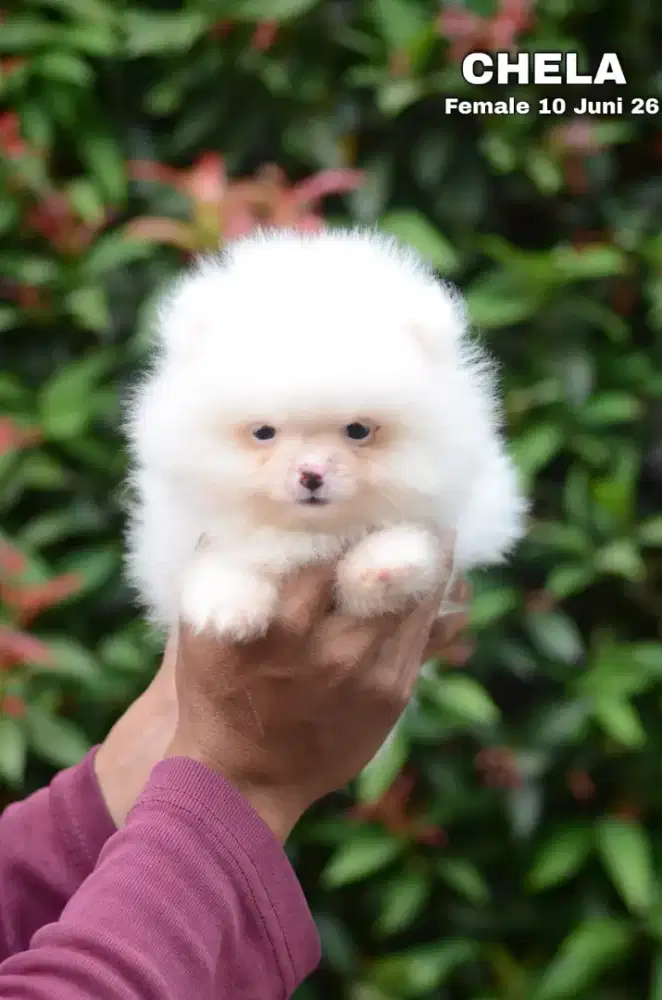 Minipom white betina •CHELA•