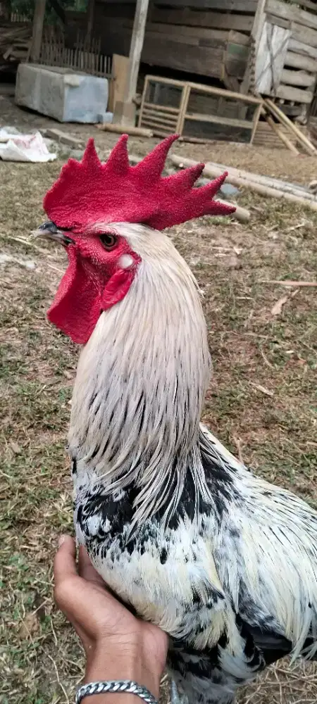 Ayam pelung jajangkar