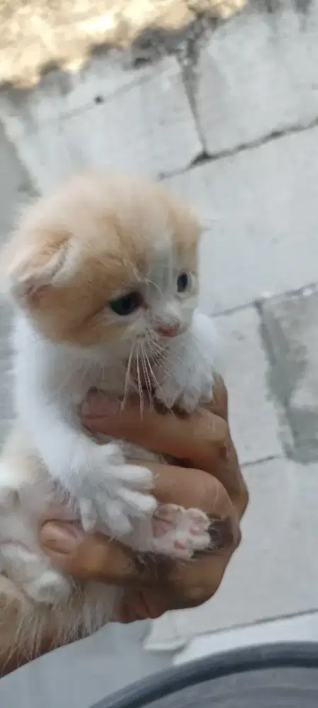 Kucing Scottish fold blue eyes