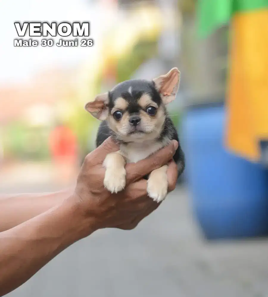Chihuahua shorthair jantan •VENOM•