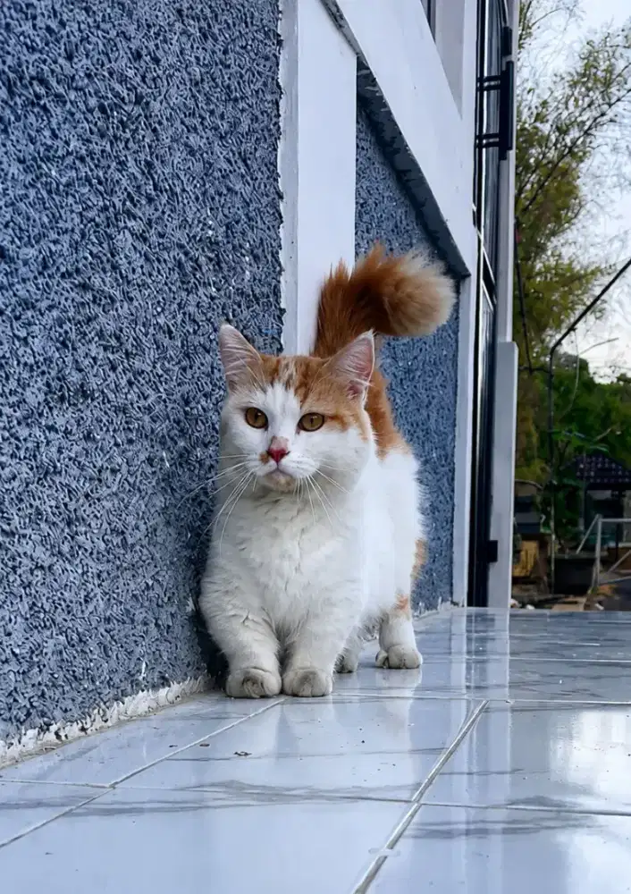 Munchkin jantan adult