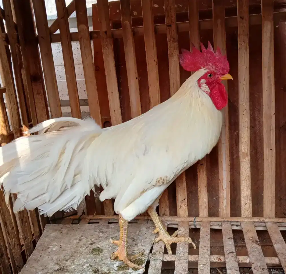 Ayam ketawa putih