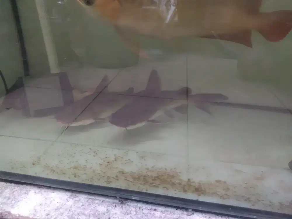 Papua Shark 28 cm tankmate Arowana Cichlid Louhan Catfish