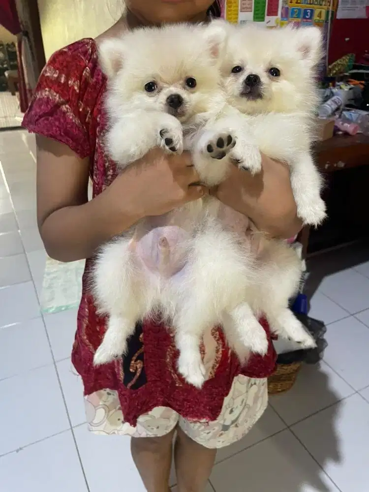 Anjing Minipom Jantan
