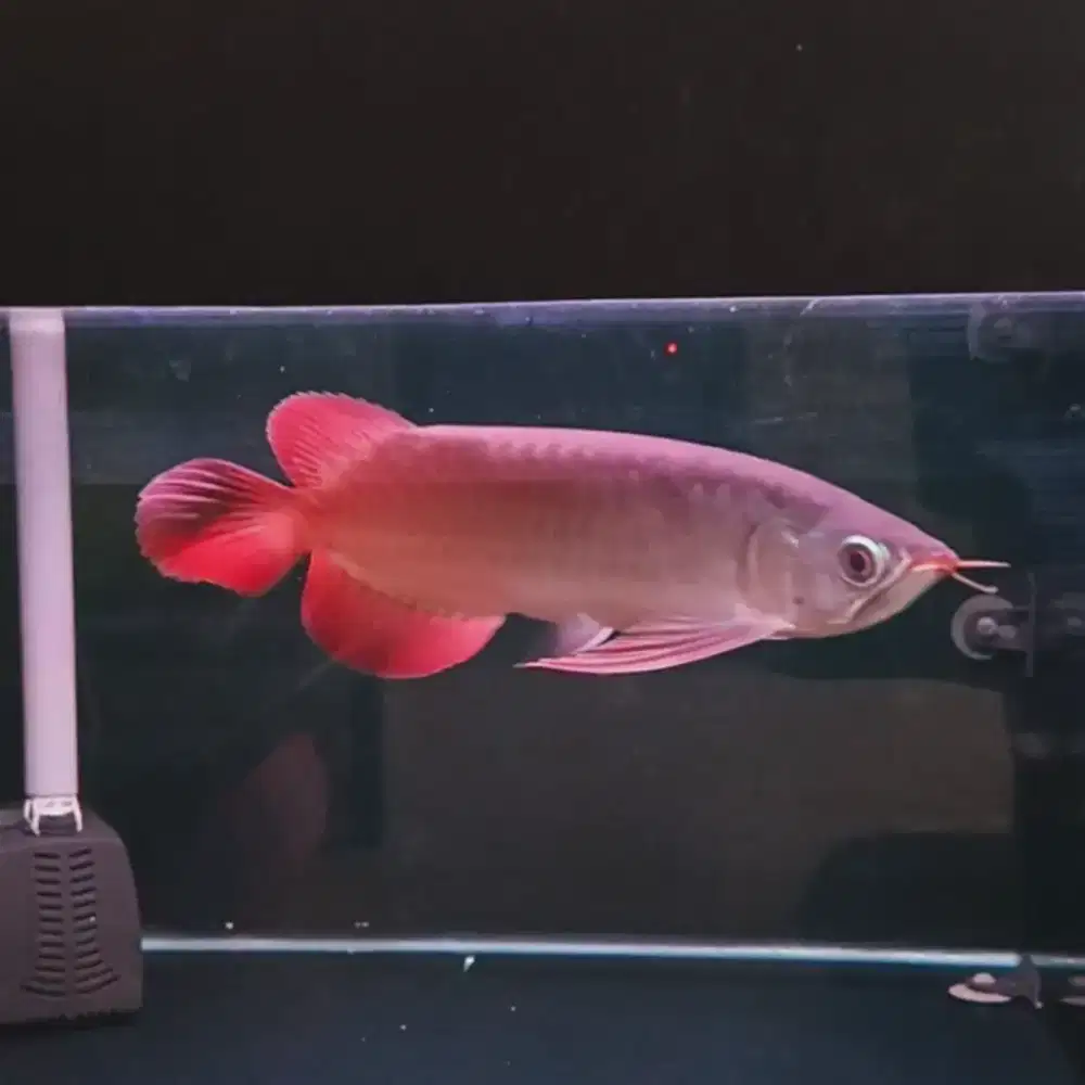 Arwana Super Red Anakan 24cm Bersertifikat