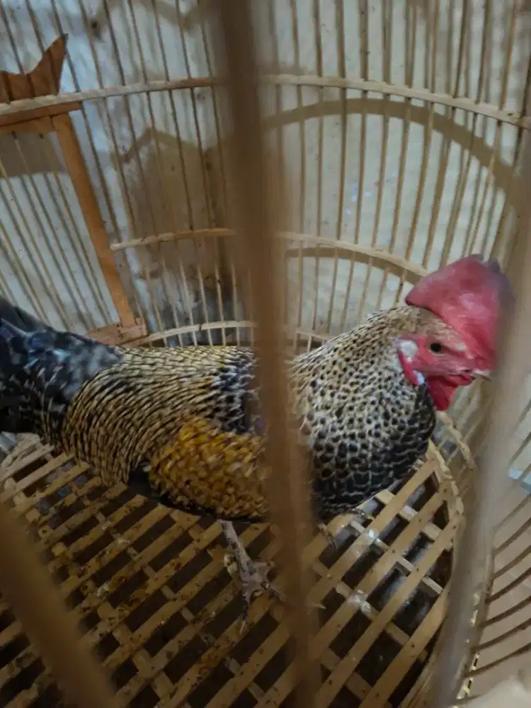AYAM BEKISAR GANTENG POLL SUARA BESAR