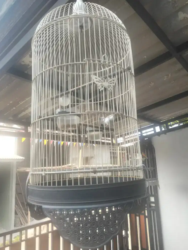 Burung Kenari + kandang