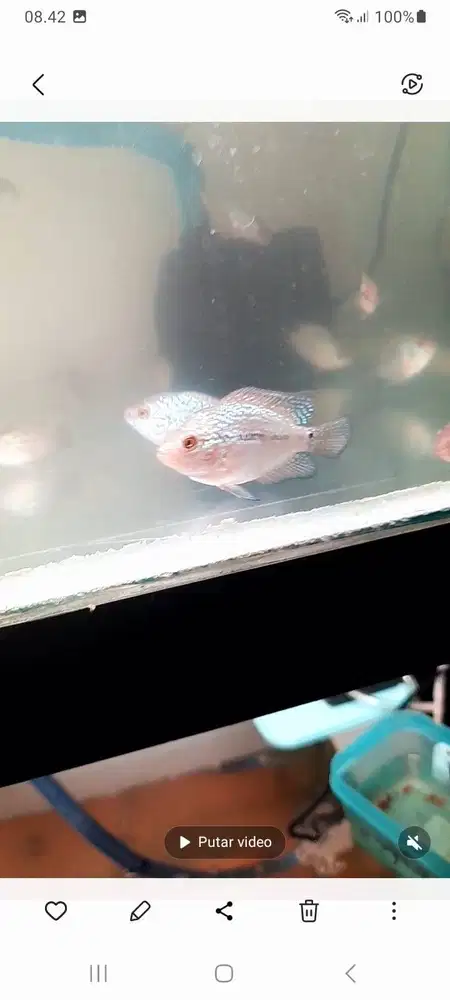 Anakan louhan kamfa UK 3-4cm