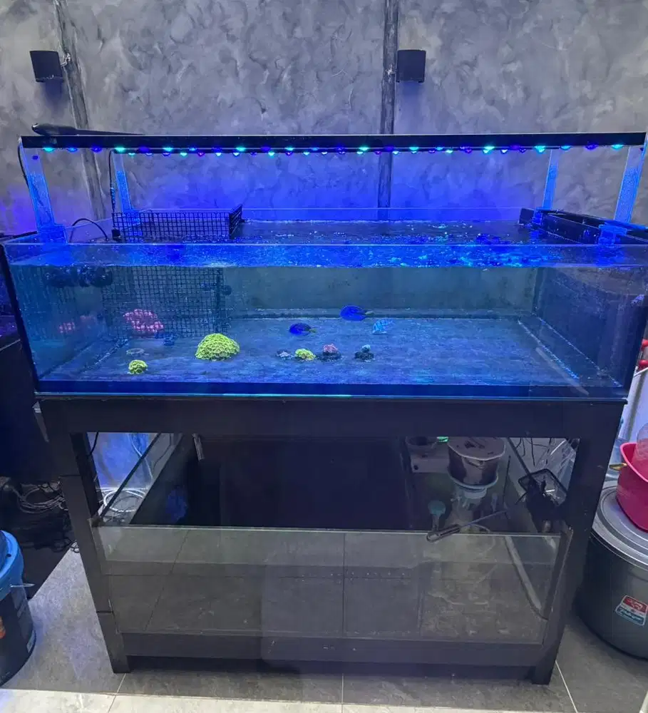 Aquarium coral laut reef tank