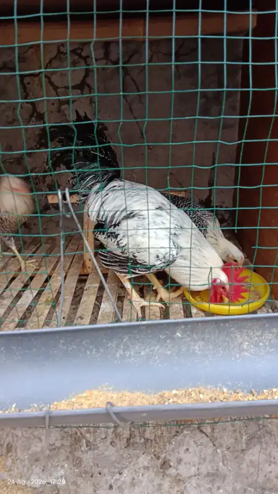 Ayam ras Swedia