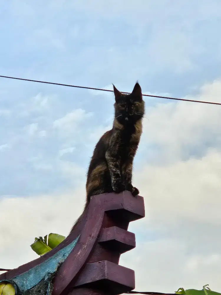 Kucing Mainecoon