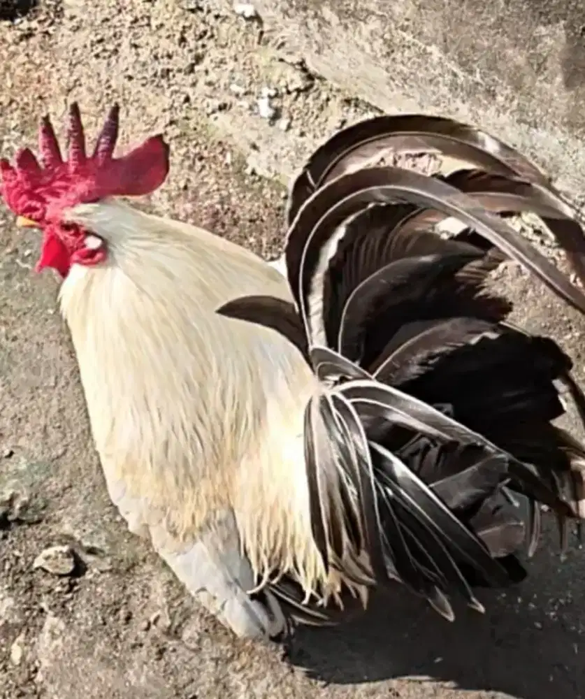 Ayam kate dewasa jantan