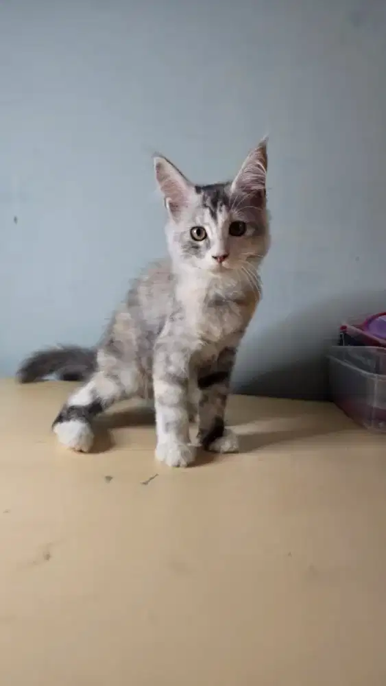 Kitten Mainecoon 4bln