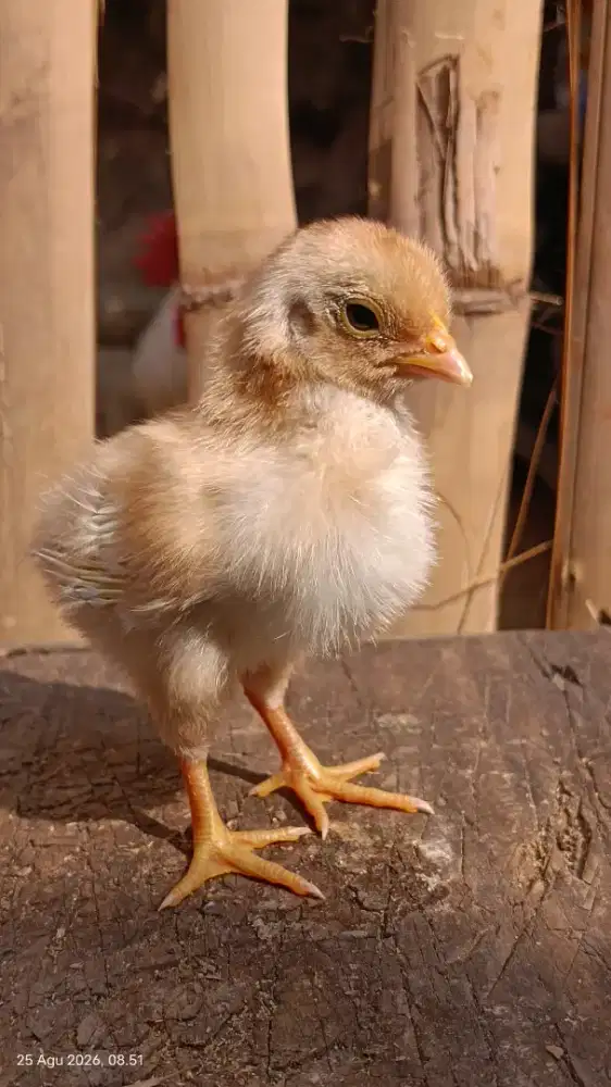 Anakan ketawa silang ayam kampung
