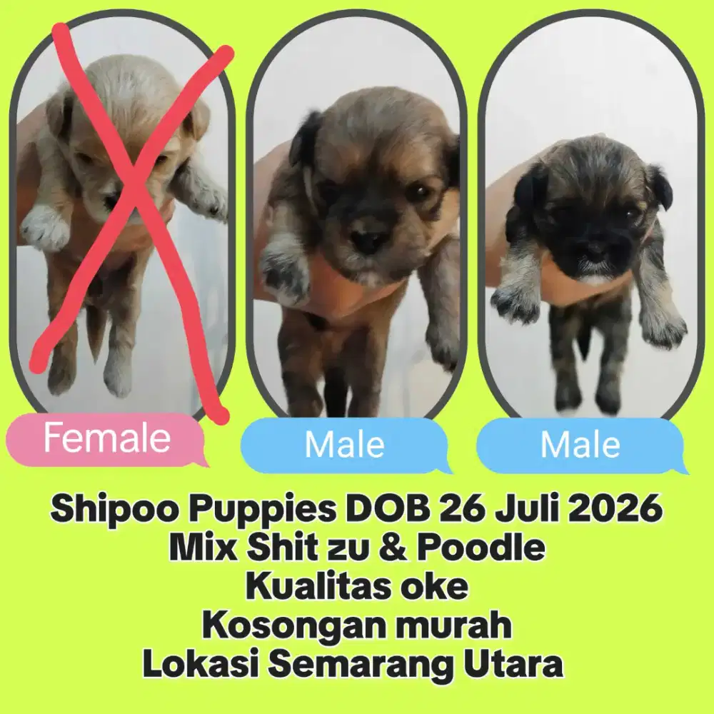 Shipoo Puppies murah
